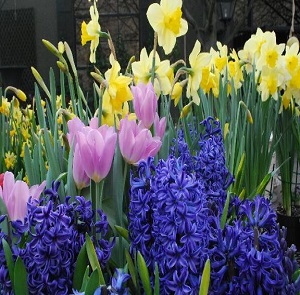 autumn-bulbs