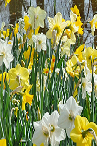 autumn-bulbs