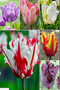 autumn-bulbs