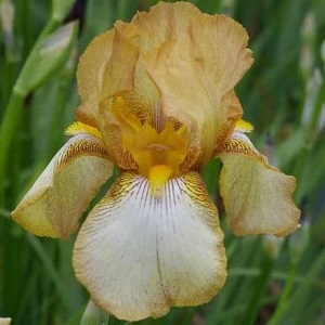 iris bearded benton susa