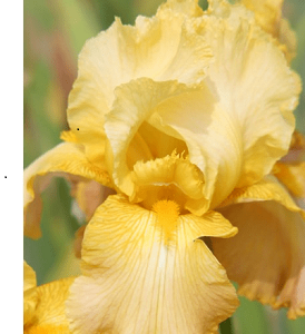iris bearded butterscotch kis