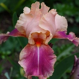 iris bearded carnab