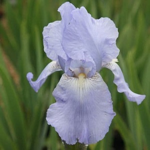 iris bearded jane phillip